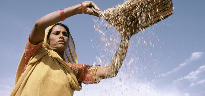 Sifting grain. India